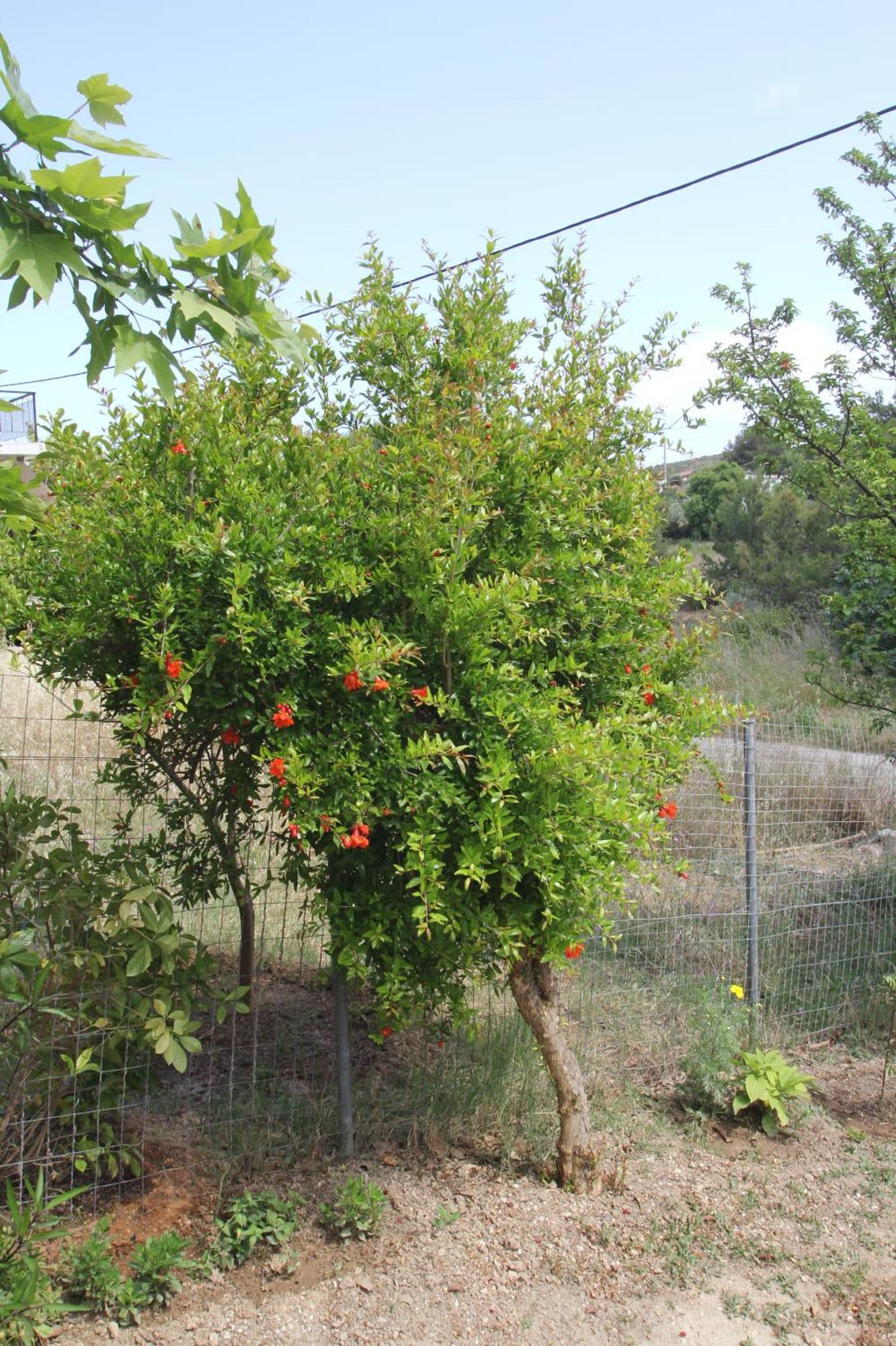 Apartment Filoxenia Artemida (Attica)